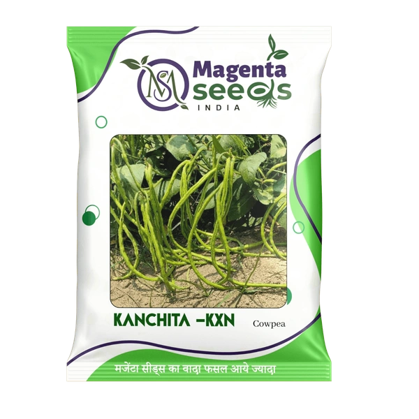 KANCHITA -KXN -Cawpea Seeds - 100 Gram