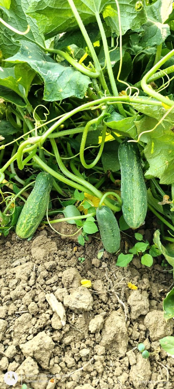 Magenta Seeds MEERA-32 Desi Cucumber Seeds / देसी 12 पाटा (पत्ती) ककड़ी बीज , Winter Special  - 50 GM