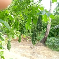 Magenta Seeds Megha 2: Bitter Gourd Seeds/देशी करेले के बीज - 50 Grms