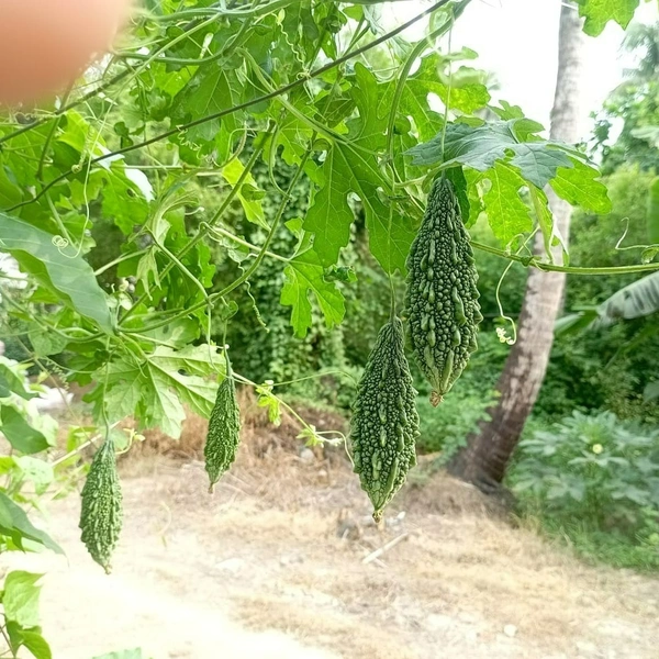 Magenta Seeds Megha 2: Bitter Gourd Seeds/देशी करेले के बीज - 50 Grms