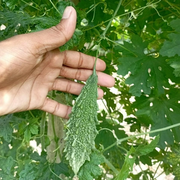 Magenta Seeds Megha 2: Bitter Gourd Seeds/देशी करेले के बीज - 50 Grms