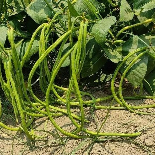 KANCHITA -KXN -Cawpea Seeds - 100 Gram
