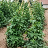 KHALI 55 - Pole Beans - 100 Gms