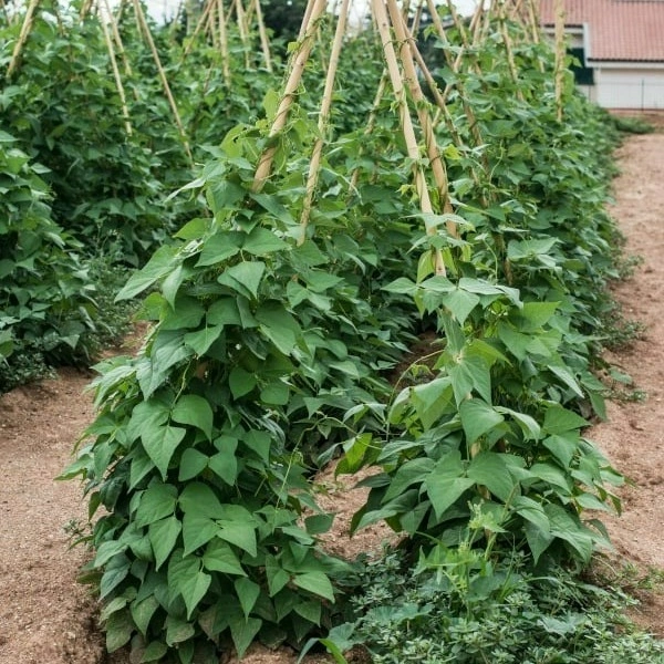 KHALI 55 - Pole Beans - 100 Gms