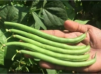 KHALI 55 - Pole Beans - 100 Gms