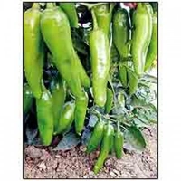 VNR-38 - 10gm, Chilli