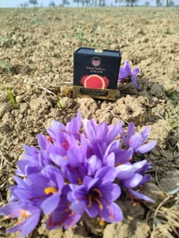 Kashmiri  Mongra Saffron 1gm - Red, 3 Inch