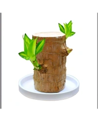 Imported brazilian Lucky Wood Live Stick ( Without Glass ) Pack of 1 BUY 1 GET 1 FREE