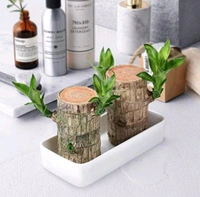 Imported brazilian Lucky Wood Live Stick ( Without Glass ) Pack of 1 BUY 1 GET 1 FREE