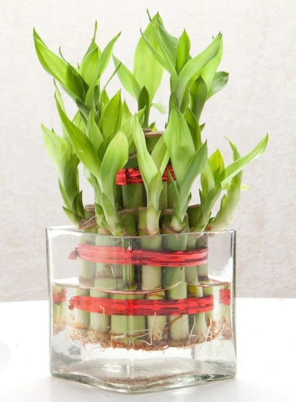 2 Layer Lucky  Bamboo ( Bring Good Luck)