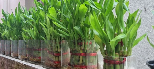3 Layer Lucky Bamboo Plant  for Home and Office ( Vasthu Plant)