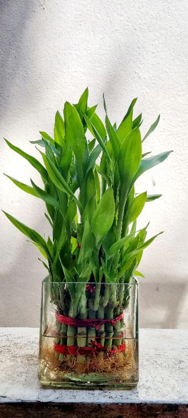 3 Layer Lucky Bamboo Plant  for Home and Office ( Vasthu Plant)