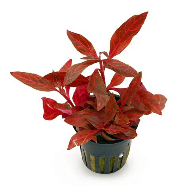 Alternanthera Reinecki