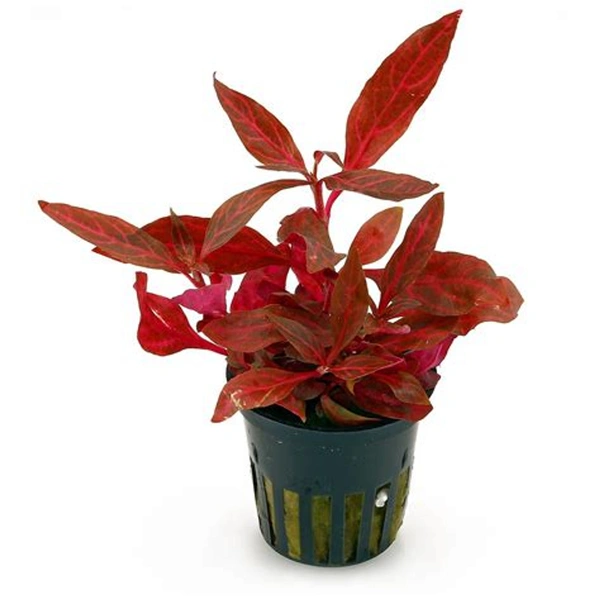 Alternanthera Reinecki
