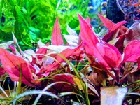 Alternanthera Reinecki