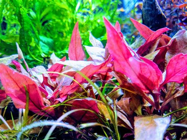 Alternanthera Reinecki