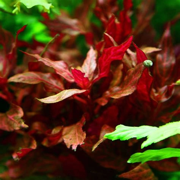 Alternanthera Reinecki