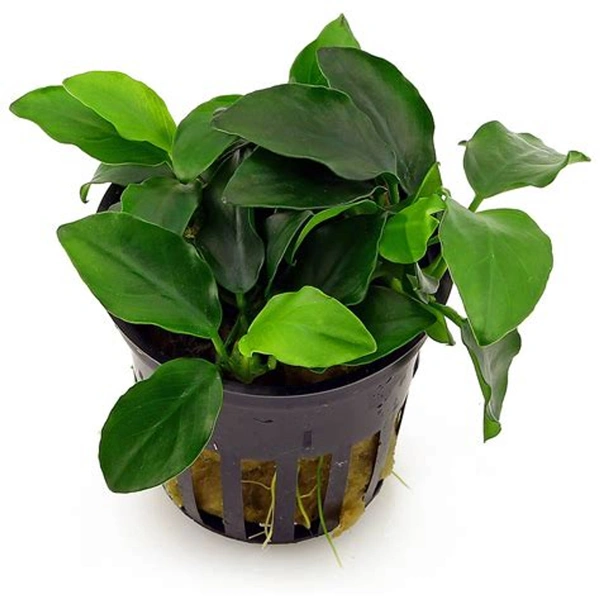 ANUBIAS BARTERI var. 'NANA' - Easy Live Aquarium Plant