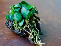 ANUBIAS BARTERI var. 'NANA' - Easy Live Aquarium Plant
