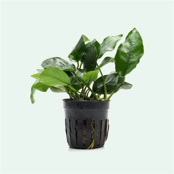 ANUBIAS BARTERI var. 'NANA' - Easy Live Aquarium Plant