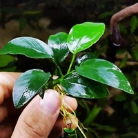 ANUBIAS BARTERI var. 'NANA' - Easy Live Aquarium Plant