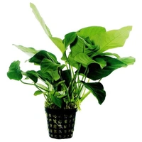 ANUBIAS BARTERI var. 'NANA' - Easy Live Aquarium Plant