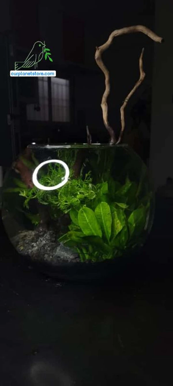 Aqua Forest In A Bowl ( Delivery only in Bangalore)