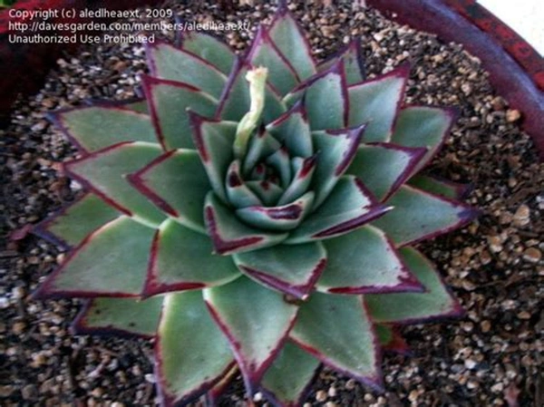 Echeveria agavoides Green Gilva