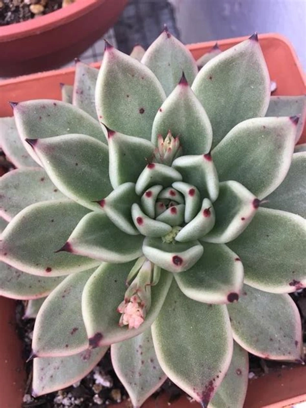 Echeveria agavoides Green Gilva