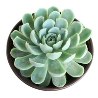 Echeveria Elegans Succulent