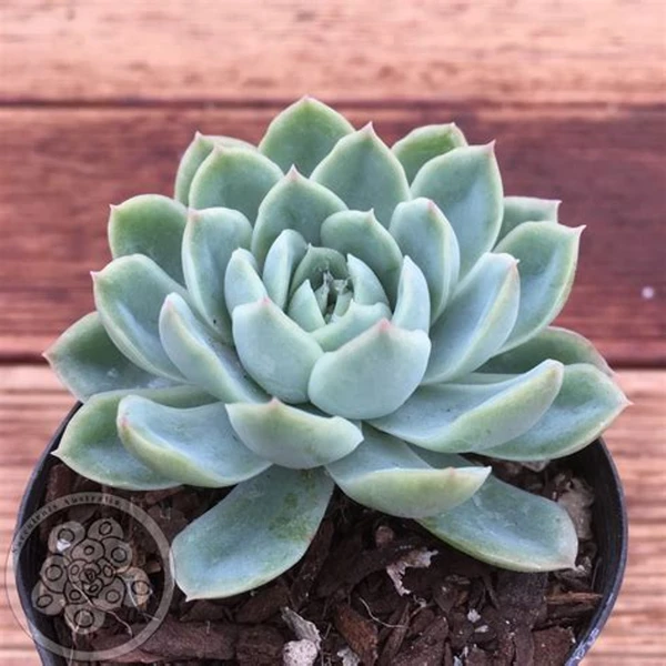 Echeveria Elegans Succulent