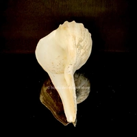 Original Valampuri Sangu