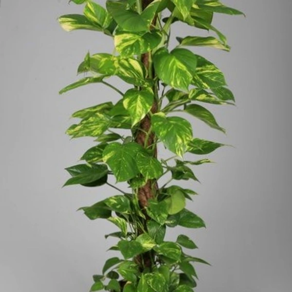 Money Plant 