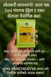 दैविक कॅप्सुल Combo Pack 