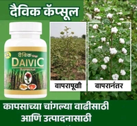 दैविक कॅप्सुल Combo Pack 