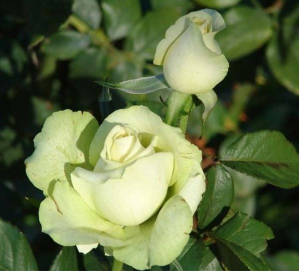 Green Rose - Plants Rose World