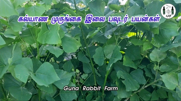 Kalyana Murungai Leaf 