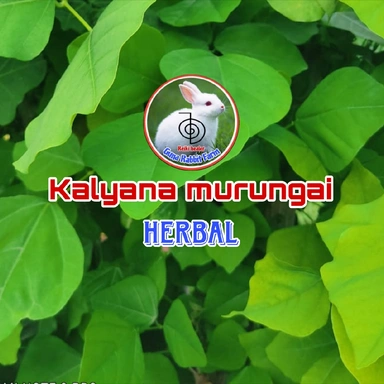 Kalyana Murungai Herbal