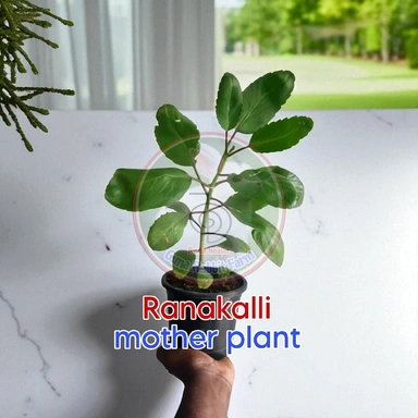 Ranakalli Herbal