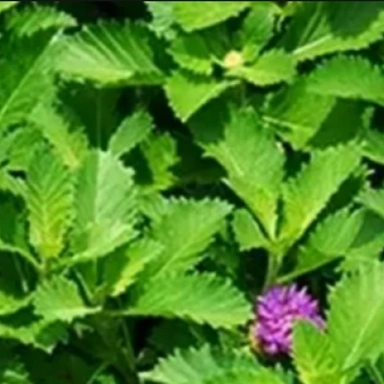 Kesavardhini Hair Oil