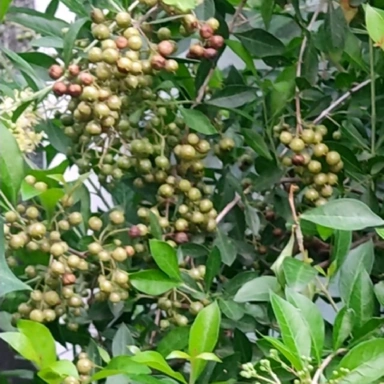 Herbal Seeds