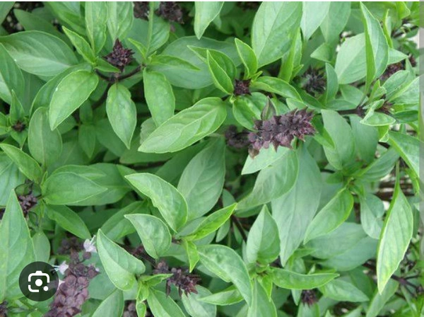 SABJA PLANT (From Dinesh Jois Plant's Nursery)