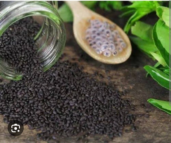 SABJA PLANT SEEDS (FROM DINESH JOIS PLANT'S NURSERY)