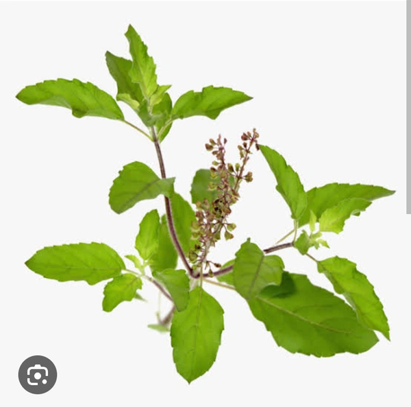 TULASI PLANT (FROM DINESH JOIS PLANT'S NURSERY)