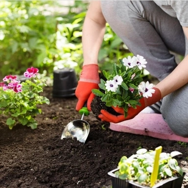 PLANTS AND GARDEN
