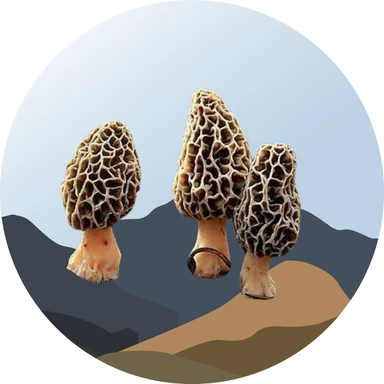 Morels (Gucchi)