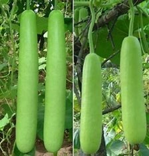 BOTTLE GOURD