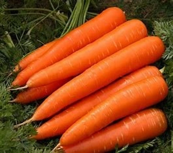 CARROT