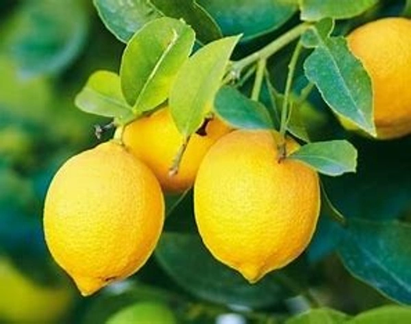 LEMON 1 PEC