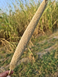 Pearl Millet (बाजरा)